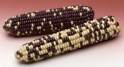 Corn, Segregrating Ears And Seeds