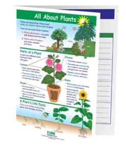 All About PlantsāNewPath Visual Learning Guide