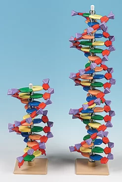 Flinn DNA Molecular Model Sets