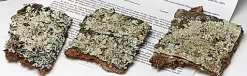 Environmental Pollution And Lichens: Student Laboratory Kit