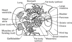 Grass Frog Digital Bundles 10 Grass Frog Digital Bundles -Learn and experiment el7001 6
