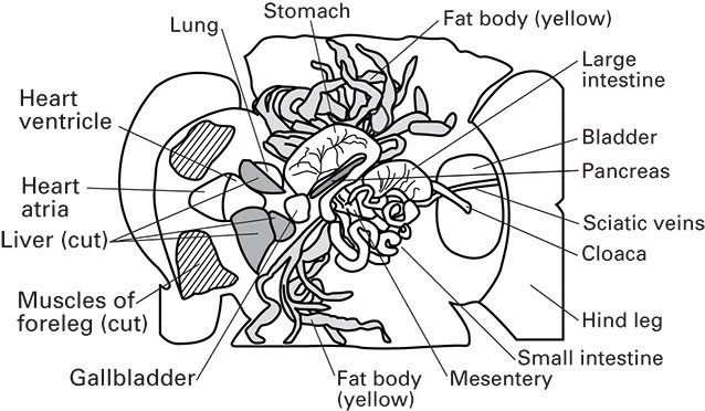 Grass Frog Digital Bundles 4 Grass Frog Digital Bundles - Image 4