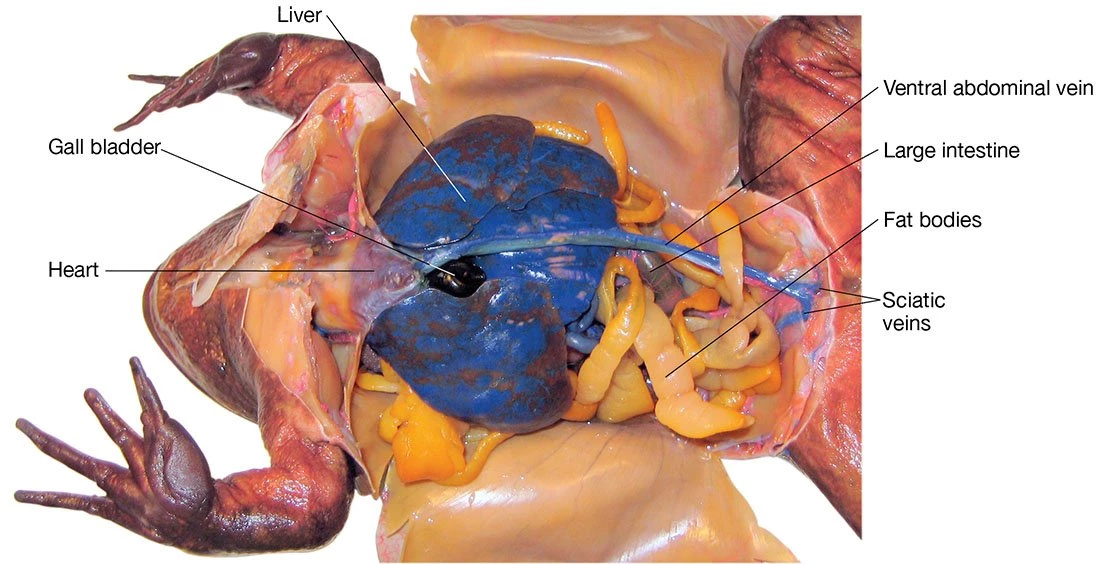 Grass Frog Digital Bundles 5 Grass Frog Digital Bundles - Image 5