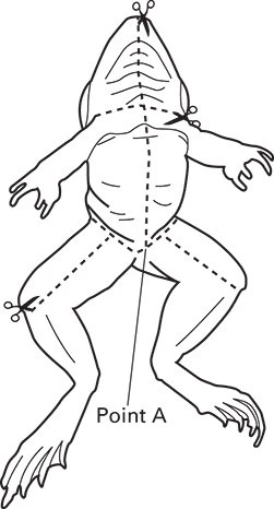 Grass Frog Digital Bundles 6 Grass Frog Digital Bundles - Image 6