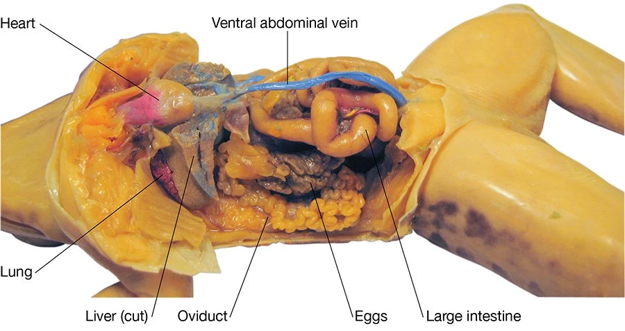 Grass Frog Digital Bundles 7 Grass Frog Digital Bundles - Image 7