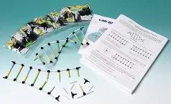 Molecular Model Of DNA And Its Replication Kit