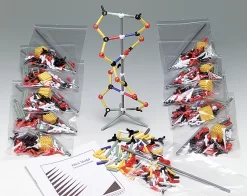 DNA Model Kit