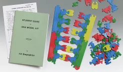 Student DNA Model Kit