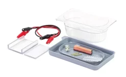 Flinn Economy Electrophoresis Kit