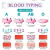 ABO Blood Typing Wall Chart
