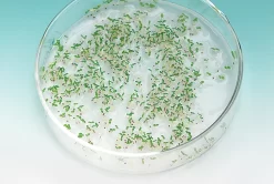 Albino Tobacco Seeds