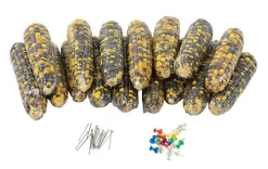 Corn GeneticsāSuper Value Laboratory Kit