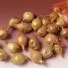 Onion Sets, Pkg. Of 100