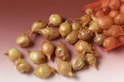 Onion Sets, Pkg. Of 100