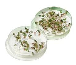 Seed Germination And Moisture—Guided-Inquiry Kit