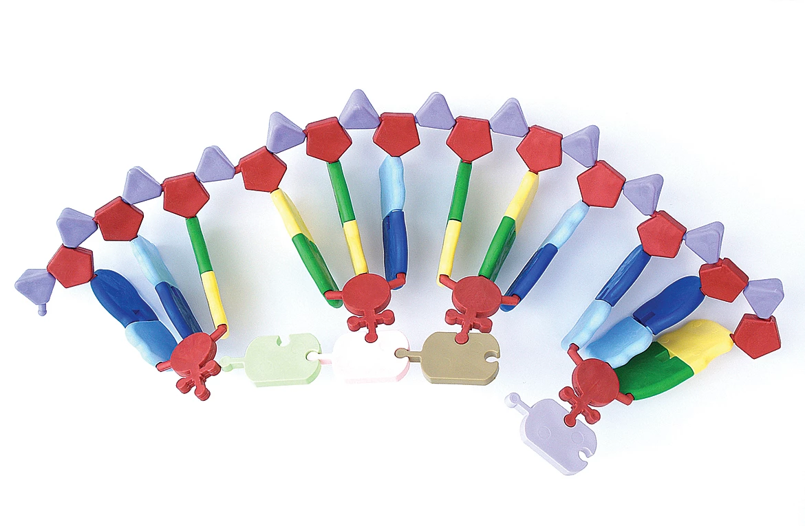 RNA Transcription/Translation Set 1 RNA Transcription/Translation Set