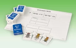 Fruit Fly Genetics Simulation—Super Value Kit