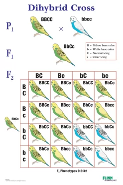 Dihybrid Cross Poster