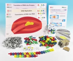 Replacement DNA And RNA Nucleotide Set