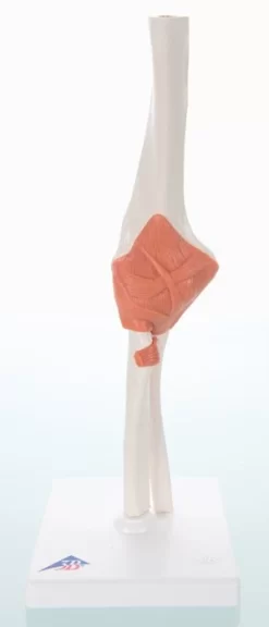3B Scientific® Functional Elbow Joint