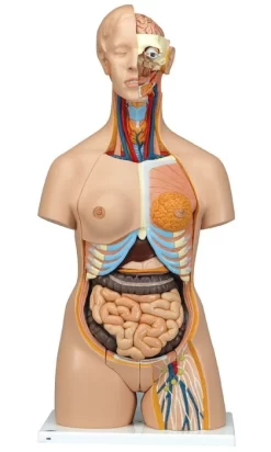 3B Scientific® Deluxe Dual-Sex Torso, 24-Part