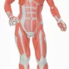 3B Scientific® Muscular Figure