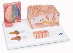 3B Scientific® MICROanatomy™ Tongue