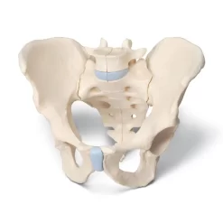3B Scientific® Male Pelvis Models