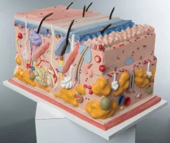 3B Scientific® Skin, Block Model