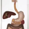 3B Scientific® Digestive System Models