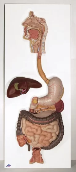 3B Scientific® Digestive System Models