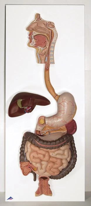 3B Scientific® Digestive System Models 2 3B Scientific® Digestive System Models - Image 2