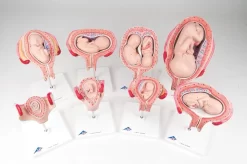 3B Scientific® Pregnancy Series Models