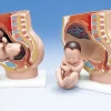 3B Scientific® Pregnancy Pelvis, Three-Part
