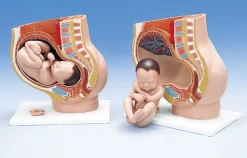3B Scientific® Pregnancy Pelvis, Three-Part
