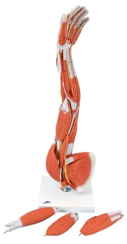 3B Scientific® Dissectible Muscled Arm, 6-Part
