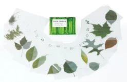 Leaf Identification—Super Value Kits -Learn and experiment fb2304