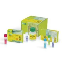 Bio-Rad DNTP Mix (10 MM), 200 Ul