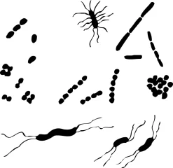 Bacterial Classification And Morphology Set