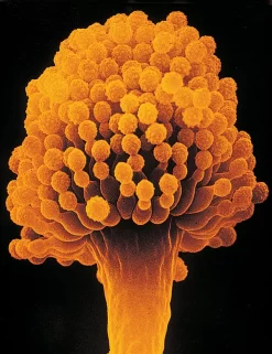 Fungal Cultures, Aspergillus Niger
