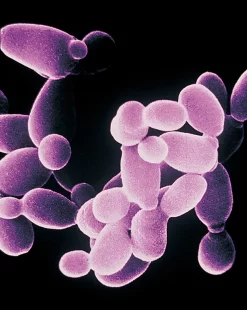 Fungal Cultures, Saccharomyces Cerevisiae