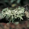 Lichen Set—3 Types