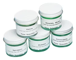 Algae Set—Individual