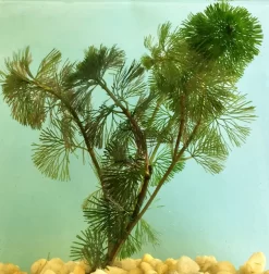 Cabomba (Fanwort), Live, Pkg. Of 12