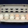 Fertile Chicken Eggs, Pkg. Of 12