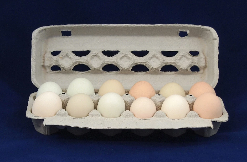 Fertile Chicken Eggs, Pkg. Of 12 1 Fertile Chicken Eggs, Pkg. Of 12