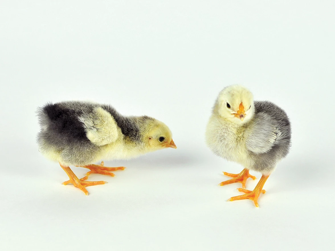 Fertile Chicken Eggs, Pkg. Of 12 2 Fertile Chicken Eggs, Pkg. Of 12 - Image 2