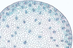 Slide, Zea Mays, Mature Stem, C.s.