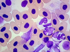 Slide, Frog—Blood, Smear