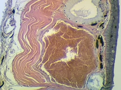 Slide, Frog—Skin, Sec.